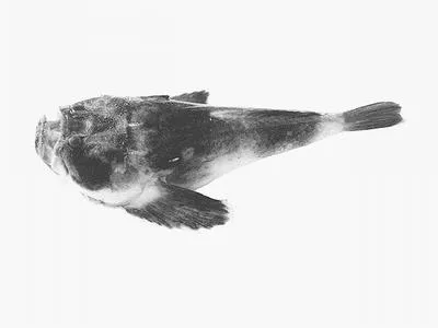 Common stargazer (Kathetostoma laeve)