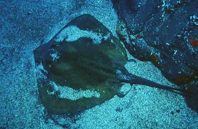 Common stingray (Dasyatis pastinaca)