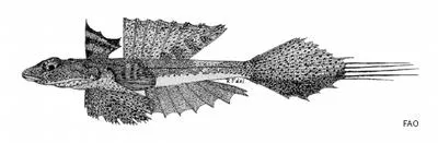 Common stinkfish (Foetorepus calauropomus)