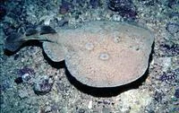 Common torpedo (Torpedo torpedo)
