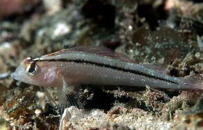 Common triplefin (Forsterygion lapillum)