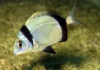 Common two-banded seabream (Diplodus vulgaris)