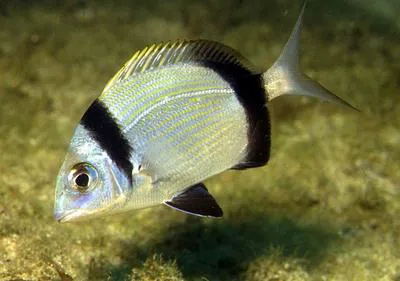 Common two-banded seabream (Diplodus vulgaris)