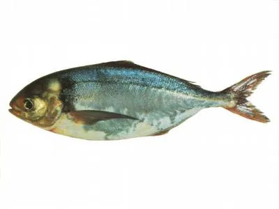 Common warehou (Seriolella brama)