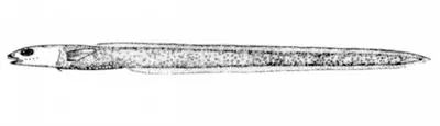 Common wolf eel (Lycenchelys paxillus)