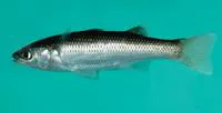 Comoro mullet (Agonostomus catalai)