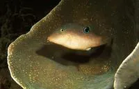 Compressed toby (Canthigaster compressa)