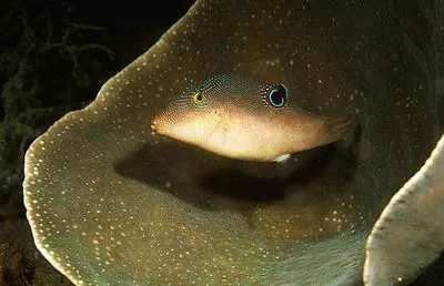 Compressed toby (Canthigaster compressa)