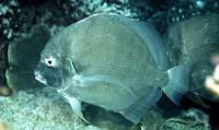Concertina fish (Drepane longimana)