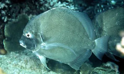 Concertina fish (Drepane longimana)