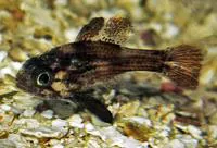 Conchfish (Astrapogon stellatus)