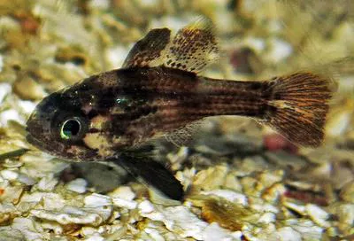 Conchfish (Astrapogon stellatus)