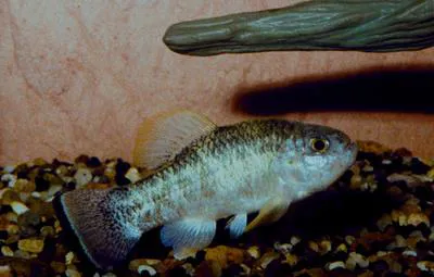 Conchos pupfish (Cyprinodon eximius)