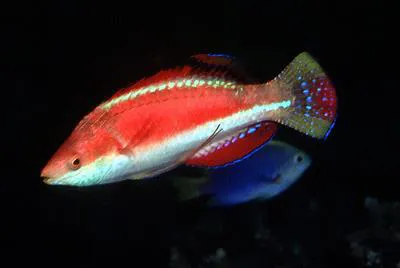 Conde's wrasse (Cirrhilabrus condei)