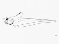 Conesnout grenadier (Ventrifossa nasuta)