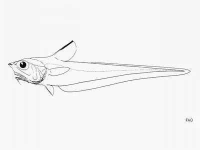 Conesnout grenadier (Ventrifossa nasuta)