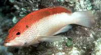 Coney (Cephalopholis fulva)