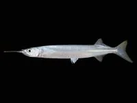 Congaturi halfbeak (Hyporhamphus limbatus)