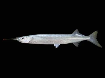 Congaturi halfbeak (Hyporhamphus limbatus)