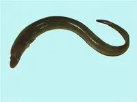 Conger (Conger verreauxi)