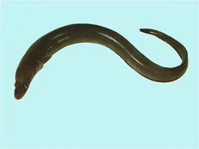 Conger (Conger verreauxi)