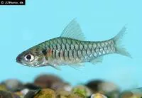 Congo barb (Clypeobarbus congicus)