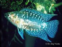 Congo ctenopoma (Microctenopoma congicum)