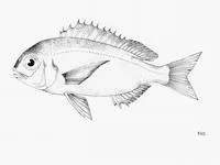 Congo dentex (Dentex congoensis)