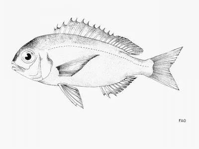 Congo dentex (Dentex congoensis)