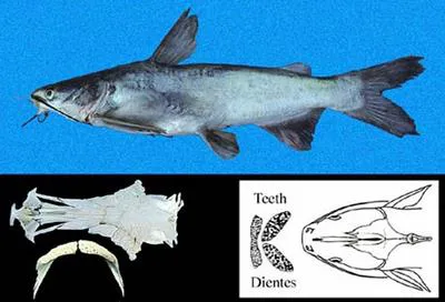 Congo sea catfish (Cathorops fuerthii)