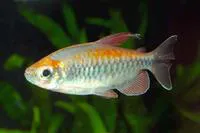 Congo tetra (Phenacogrammus interruptus)