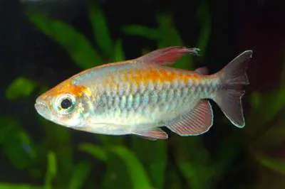 Congo tetra (Phenacogrammus interruptus)