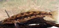 Congolli (Pseudaphritis urvillii)