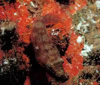 Connemarra clingfish (Lepadogaster candolii)