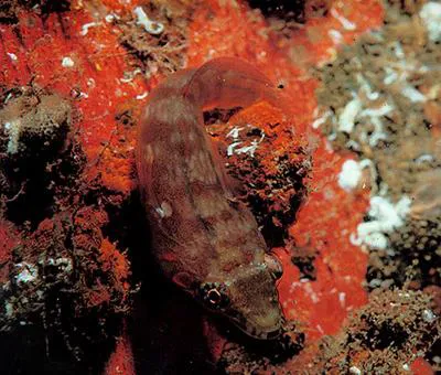 Connemarra clingfish (Lepadogaster candolii)