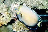 Conspicuous angelfish (Chaetodontoplus conspicillatus)
