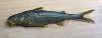 Conta catfish (Conta conta)