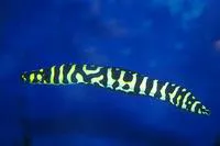 Convict blenny (Pholidichthys leucotaenia)