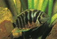 Convict cichlid (Amatitlania nigrofasciata)