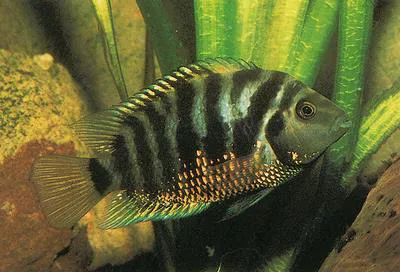 Convict cichlid (Amatitlania nigrofasciata)