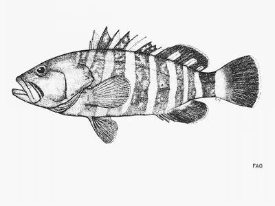 Convict grouper (Hyporthodus septemfasciatus)