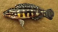 Convict julie (Julidochromis regani)
