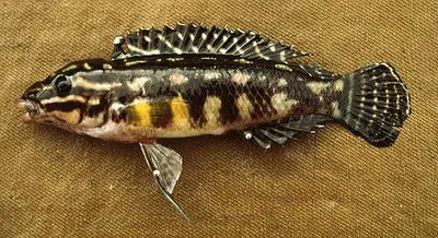 Convict julie (Julidochromis regani)