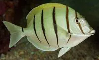 Convict surgeonfish (Acanthurus triostegus)