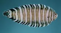 Convict zebra sole (Zebrias captivus)
