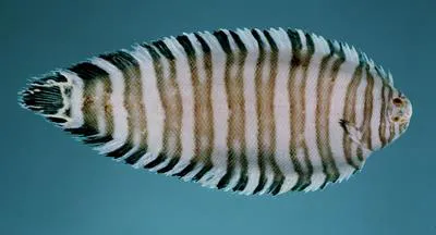 Convict zebra sole (Zebrias captivus)