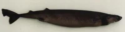 Cookie cutter shark (Isistius brasiliensis)
