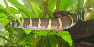 Coolie loach (Pangio kuhlii)