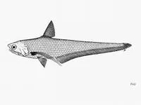 Cooman's grenadier anchovy (Coilia coomansi)
