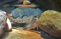 Coosa darter (Etheostoma coosae)